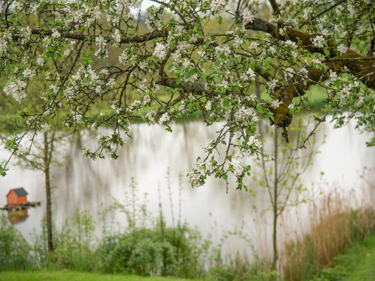 Ein blühender Baum rahmt den Blick auf einen idyllischen See in der wunderschönen Umgebung des Hotel Anetseder.
